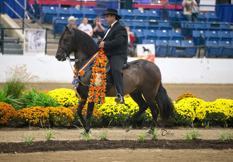 filenumber-6608 photo credit Stunning Steeds Photo