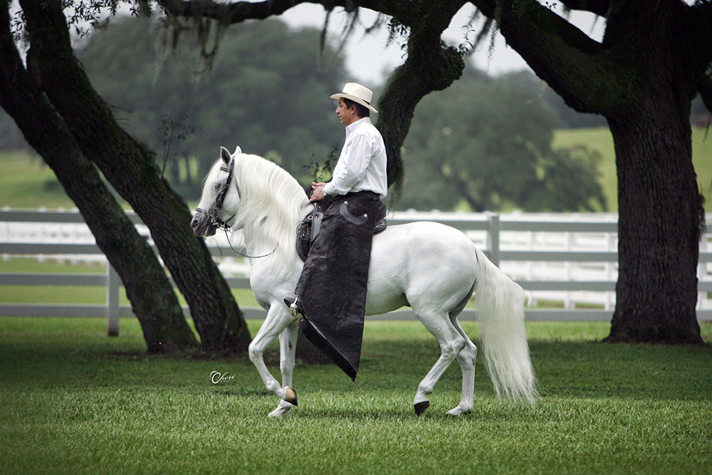 CHERI-PRILL-PHOTO-Papillion photo credit Stunning Steeds Photo