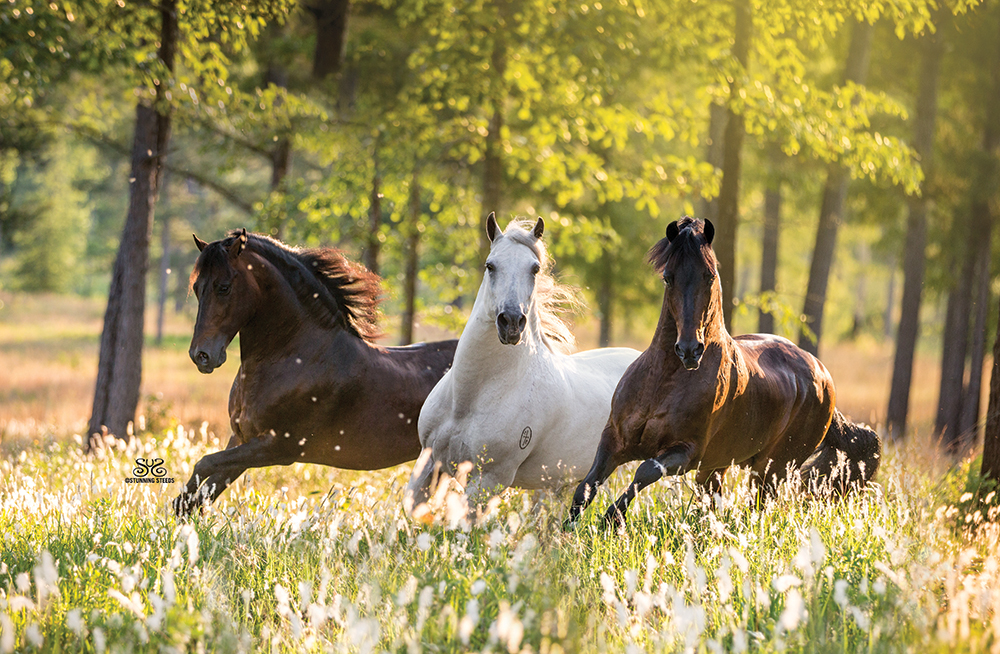 FAQPhoto photo credit Stunning Steeds Photo