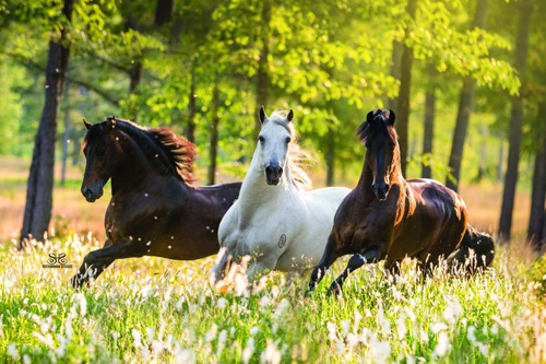 Learn about the Paso Fino Breed